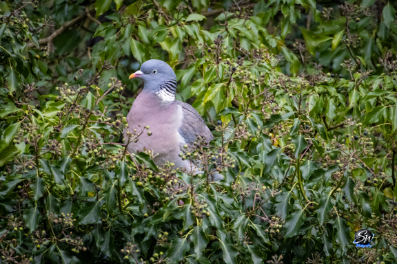 A grey pigeon perched among green foliage.