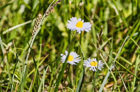 Three white daisies with yellow centres surrounded by green grass.