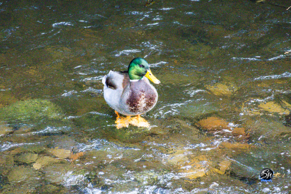 Mallard duck standing in shallow, clear water surrounded by rocks.
